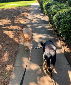 Pet Dog Double Leashes - No Tangle Dog Leash Coupler, Comfortable Shock Absorbing Reflective Bungee Lead for Nighttime Safety, Dual Dog Training Leash for Small, Medium & Large Dogs (Black) 29 81tzz6OFIjL