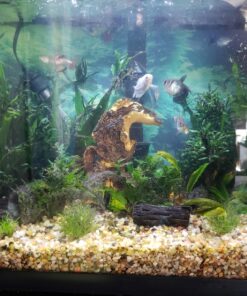 Seachem Flourish Excel 500 ml 57 81u1dERFmwL