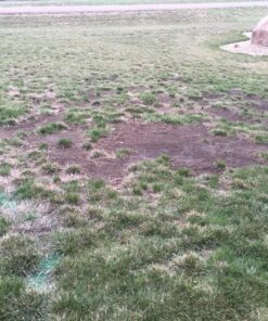 Scotts Turf Builder WinterGuard Fall Weed & Feed3, Weed Killer Plus Fall Fertilizer, 5,000 sq. ft., 14.29 lbs. 5,000 sq. ft. 38 81u1pyO d L