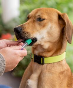 Embark Breed & Health Kit - Dog DNA Test - Discover Breed, Ancestry, Relative Finder, Genetic Health, Traits, COI 1 Count (Pack of 1) 35 81u25w4agiL 6