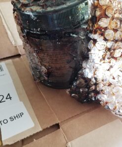 Blue Cattle Truck Trading Co. Gourmet Mexican Vanilla Bean Paste, 8 Ounce (Measured by Weight) 8 Ounce (Pack of 1) 26 81u35ai9eL