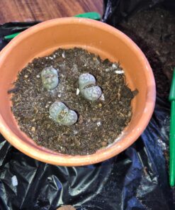 Hoffman 10410 Organic Cactus and Succulent Soil Mix, 10 Quarts 33 81u3Cn3h4XL