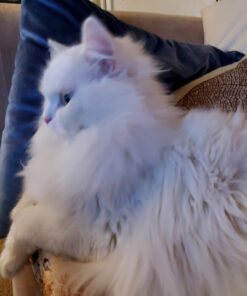 Wysong Uretic - Dry Natural Food for Cats, Chicken, 5 pounds 29 81u3Svlo7HL