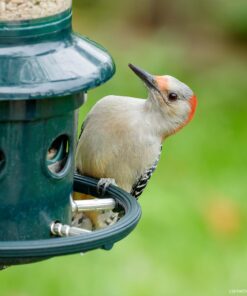 Squirrel Buster Plus Squirrel-proof Bird Feeder w/Cardinal Ring and 6 Feeding Ports, 5.1-pound Seed Capacity, Adjustable, Pole-mountable (POLE ADAPTOR SOLD SEPARATELY), Green 31 81u4gpkMFNL