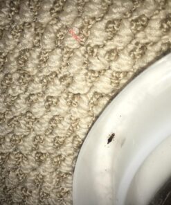 Climbup Insect Interceptor Bed Bug Trap, 4ct 22 81u63Vm6YIL