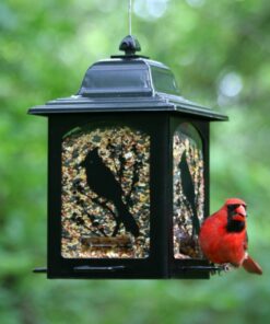 Perky-Pet 363 Birds and Berries Lantern Feeder 8.20 x 8.20 x 10.75 inches 14 81u8mjorywL