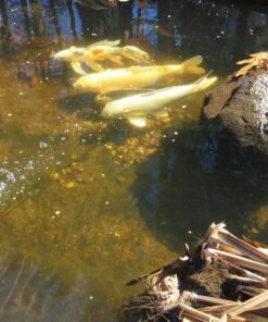 API pond SALT Pond Water Salt 9.6-Pound Container, FISHAQUARI 1 25 81uAq5IAnGL