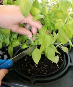 Emsco Group 2370 Hydropickers Compact 24” x 20” Footprint – Mobility Provided by Casters Non-Electric Hydroponics Grow Box, Cobalt Blue 13 81uB5aeKQyL