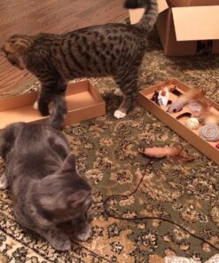 Alternative view of The Natural Pet Company Feather Wand Cat Toy (Includes 3X Feather Refills), These Natural Feathers are Guaranteed to Drive Your Cat Wild