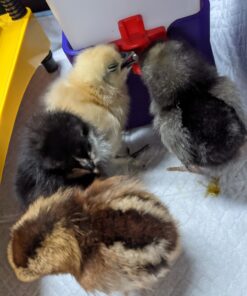 RentACoop 32oz(1L) Drinker Plus 2 Versatile Nipples - Suitable for Chicks, Quail, Pigeons, Doves, and Other Smaller Birds - 1 Pack Pack of 1 35 81uEXGnXKPL