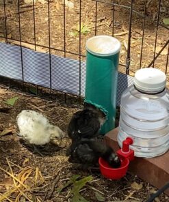 RentACoop DIY Waterer Kit - Auto-Fill Cups with Inserts - Great for Chickens, Ducks, Geese, Turkeys, Peafowl, and Quail - 2 Pack + 1 Bonus Cup Included pack of 2 43 81uIEbYB0 L