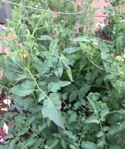 Xtreme Gardening HGC721205 Mykos Pure Mycorrhizal Inoculant Organic Root Enhancer, 2.2 lbs, Black 2.2 lbs. 39 81uJG3Z22lL