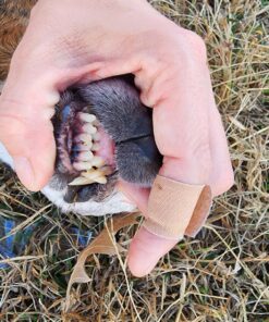 PetLab Co. ProBright Dental Powder for Dogs - Tailored Teeth Cleaning Made Easy – Formula Tailored for Small-Sized Dogs Small Dogs 23 81uJRHXjOzL