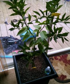 Bloem Veranda Deck Box Planter Square: 18" - Black 18" 44 81uJiBJMiRL