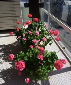 Yellow Sticky Aphid Whitefly Trap Pack of 15 26 81uKS3o3FXL