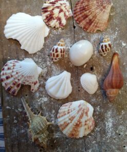 Sea Shells Mixed Beach Seashells - Various Sizes up to 2" Shells -Bag of Approx. 50 Seashells Seashells1 52 81uLS U4pL