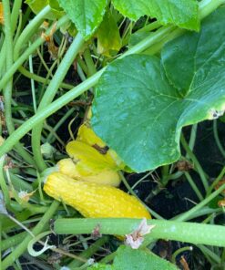 Survival Essentials Ultimate Heirloom Seed Vault, 144 Variety Packed in Superior Ammo Can, Over 23k Garden Seeds for Planting Vegetables and Fruits, for Survival and Emergency Supply, Non-GMO 26 81uQTwzaCzL