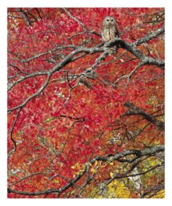 Sierra Club Wilderness Calendar 2018 7 81uRNJSZ7ZL