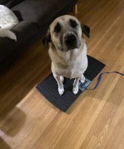 W.C Redmon Precision Digital Pet Scales, Large Large (Pack of 1) 26 81uUcj7xRDL