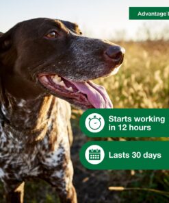 Advantage II Medium Dog Vet-Recommended Flea Treatment & Prevention | Dogs 11-20 lbs. | 6-Month Supply 6-Pack 22 81uXyBYfp1L