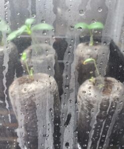 Burpee SteakHouse Hybrid Non-GMO Large Beefsteak Garden Produces Giant 3 LB Fresh Tomatoes | Vegetable Planting, 25 Seeds 50 81uZ33gLP3L