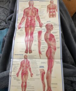 Trigger Points (Quick Study Academic) Pamphlet, Illustrated 24 81uZPZ34t7L