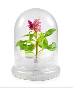 BLOOMIFY Celosia Flower Terrarium, Zero Care, Cockscomb, 4" Jar 21 81uad2bArhL