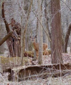 Tamron SP 150-600mm F/5-6.3 Di VC USD G2 for Canon Digital SLR Cameras Lens Only 55 81ubiz7FYOL