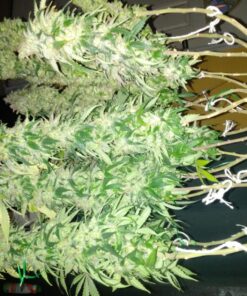 Fox Farm Liquid Plant Fertilizer: Big Bloom, Grow Big, Tiger Bloom (Pack of 3-16 oz. Bottles) 1 Pint Each + Twin Canaries Chart & Pipette 25 81uc7pTrk5L