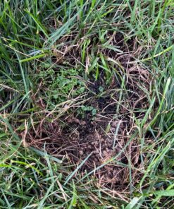 Hummingbird Nectar Wildflower Seeds Bulk Open-Pollinated Wildflower Seed Mix Packet, Non-GMO, No Fillers, Annual, Perennial Wildflower Seeds Year Round Planting - 1 oz 88 81uefYGUmbL