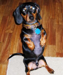 Adams Flea & Tick Cleansing Shampoo | Flea and Tick Treatment for Dogs, Cats, Puppies, and Kittens 12 Weeks and Older | Kills Flea Eggs, Fleas, Brown Dog Ticks, American Dog Ticks, and Lice | 12 Oz Cleansing Shampoo for Dogs & Cats 19 81ufyCiqCGL