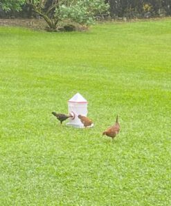 RentACoop 20lb BPA-Free Chicken Feeder with Large Ports - Includes Lid, Anti-Roost Cone, Ports, Rain Hoods - Suitable for Chickens - Corner Placement 32 81uigk182L