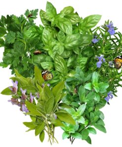 Seed Needs, Italian Herb Seed Packet Collection (5 Individual Seed Varieties for Planting) Non-GMO & Untreated - Oregano, Basil, Rosemary, Sage and Parsley 5 Pack 14 81ujNIUNBNL