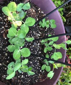 Pea Seed, Sugar Daddy Snap Pea, Heirloom, Non GMO, 20 Seeds, Perfect Peas, Country Creek Acres 23 81ujyZ4ZHSL