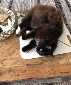 Mammoth Pet Products X-Mat Foldable Training Mat, 18-Inch, Beige (60006D) 18.0"L x 18.0"W x 0.5"Th 28 81ukEJbdhLL