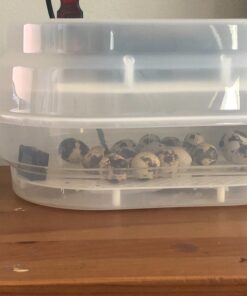 HBlife Digital Egg Incubator for Hatching 9-12 Chicken, Quail and Duck Eggs, with Fully Automatic Egg Turning and Temperature Display, Hatcher for Turkeys, Birds, Parrots and Poultry 61 81ul XcdzmL