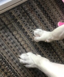 Boshel Dog Nail Clippers and Trimmer with Safety Guard to Avoid Over-Cutting Nails & Free Nail File - Razor Sharp Blades - Sturdy Non Slip Handles - for Safe, Professional at Home Grooming Large/Medium 36 81uqXHwXIoL