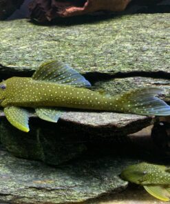 Aquatic Experts Aquarium Filter Floss for Fish Tank Filters - FilterFirst Aquarium Filter Pad - Aquarium Filter Media Roll for Crystal Clear Water, (12 Inch Wide, 72 Inch Long) 12 Inch Wide 53 81uv3pH5K3L