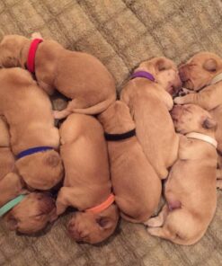 Record Keeping Charts for Breeders 19 81uwLAfpijL