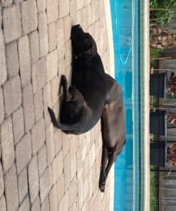 Bloem Veranda Deck Box Planter Square: 18" - Black 18" 45 81uxJUBggOL