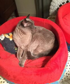 The Natural Pet Company Cat Toys Collection in Gift Box 32 81vAO7wVyvL