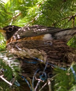 Tamron SP 70-200MM F/2.8 DI VC USD Telephoto Zoom Lens for Nikon (FX) Cameras Nikon FX Cameras 69 81vBIbvY8L