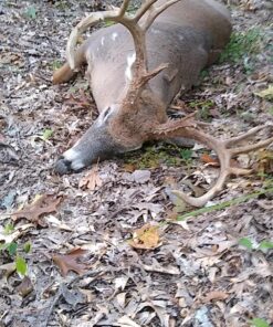 Ameristep Care Taker Kick Out Pop-Up Ground Blind, Premium Hunting Blind Realtree Edge 28 81vCVHrpoiL