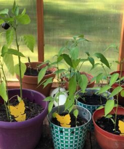 Trappify Sticky Gnat Traps for House Indoor - Yellow Fruit Fly Traps for Indoors/Outdoor Plant - Insect Catcher White Flies, Mosquitos, Fungus Gnat Trap, Flying Insects - Disposable Glue Trapper (12) 12 55 81vDH6gGRL