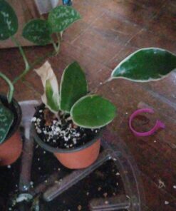 Manna Pro Crushed Oyster Shell Calcium Supplement For Laying Chickens - Poultry Treat - 5 lbs. 5 Pound (Pack of 1) 49 81vEMOzxrJL