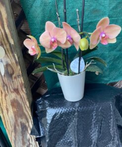 Miracle-Gro Ready-To-Use Orchid Plant Food Mist, 8 oz., Feeds Plants Instantly, 1 Pack 39 81vFKQhIG L