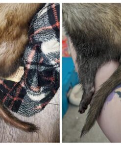 Vetoquinol Nutri-Cal 4.25 Oz - High Calorie Supplement for Cats and Dogs 28 81vGIVXWsIL 1