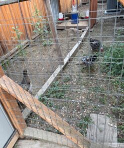 Hatortempt 5lbs Non-GMO Dried Mealworms - Premium Organic Chicken Feed, Nutritious High Protein Meal Worms- Food and Treats for Laying Hens, Wild Birds, Ducks, Reptiles, Fish, Hedgehogs, Turtles 5 Pound (Pack of 1) 38 81vMJ7iZgxL