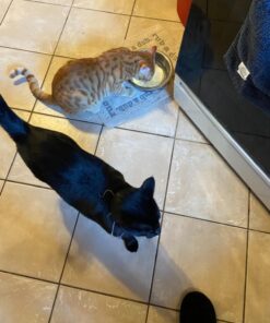 Neogen Ramik Green Fish Flavored Weather Resistant Rodenticide Nuggets, 4 lb bag 4-pound pouch 52 81vMnZIEhML