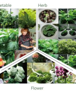 Smarson Indoor LED Light Hydroponic Garden, Grow Herbs, Vegetables and Flowers, Large, White 12 81vNwE7zdYL